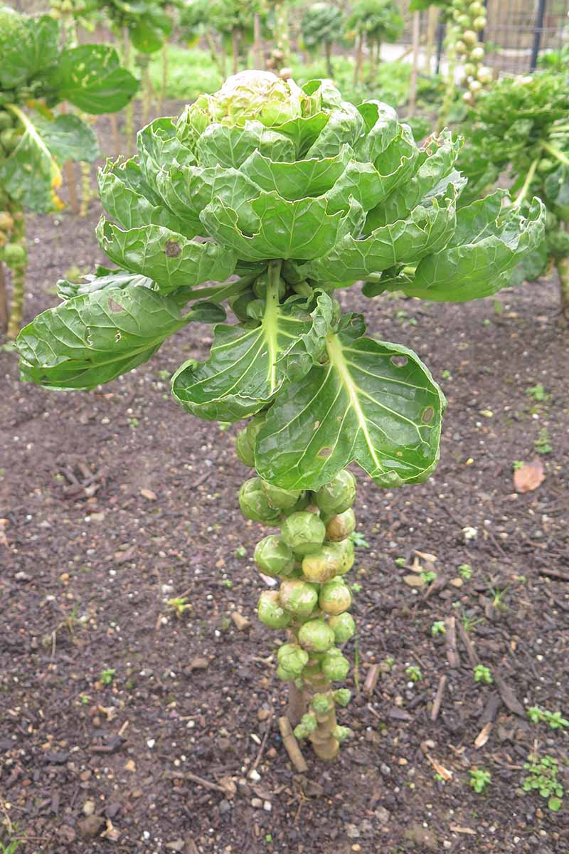 A close up vertical image of a brussels sprout plant growing in the garden.