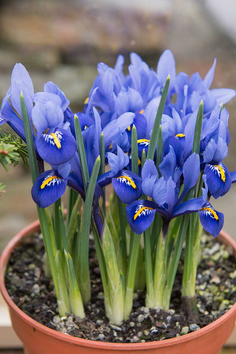 A close up vertical image of Iris reticulata growing in a container pictured on a soft focus background.