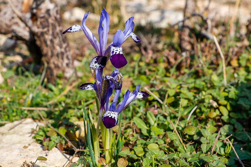 A close up horizontal image of Iris reticulata var bakeriana growing in the garden pictured in light sunshine on a soft focus background.