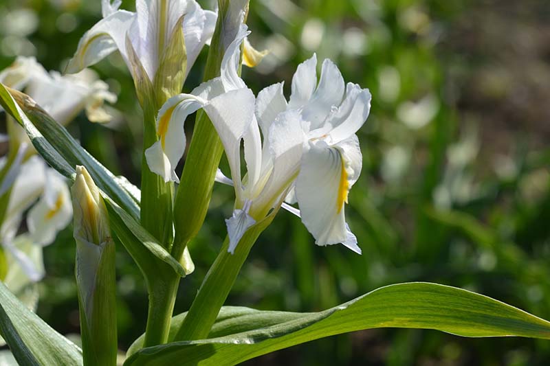 A close up horizontal image of white Iris magnifica growing in the garden pictured in light sunshine on a soft focus background.
