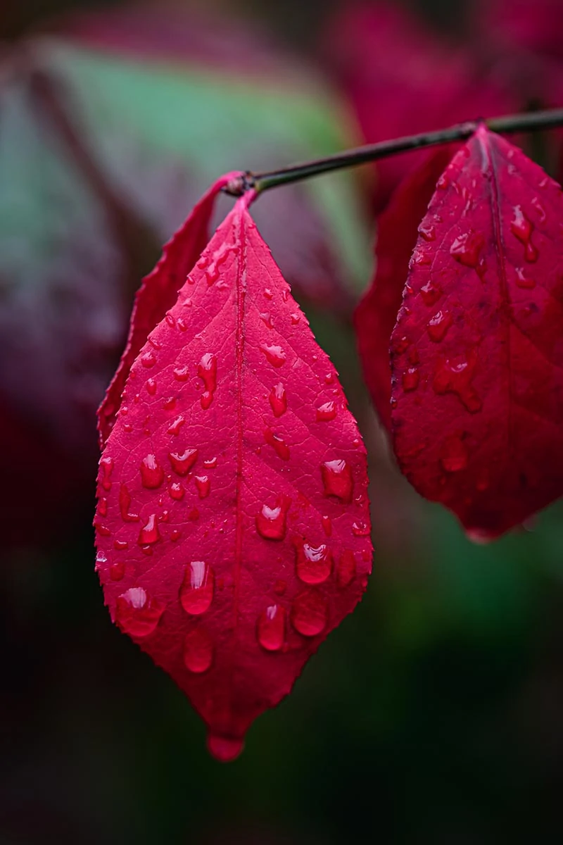 A close up vertical image of the bright red fall foliage of Euonymus alatus, pictured on a soft focus background.