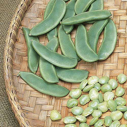 A close up square image of pods and shelled lima beans in a wicker basket.