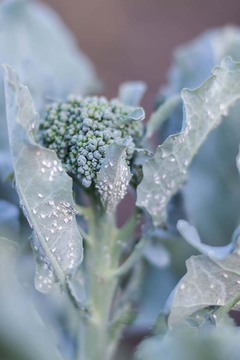 A close up vertical image of a broccoli plant infested with cabbage aphids pictured on a soft focus background.