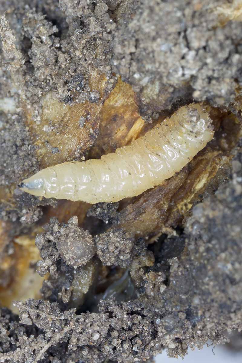 A close up vertical image of cabbage fly larva aka cabbage root fly in the soil.