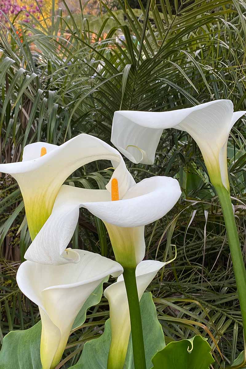 A close up vertical image of Arum lilies growing in the garden with white flowers and green leaves.