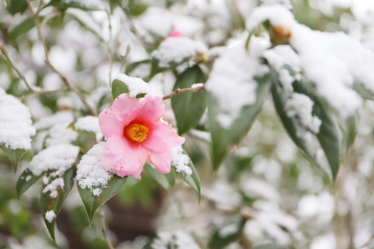 How to Protect Camellias from Winter Cold Damage