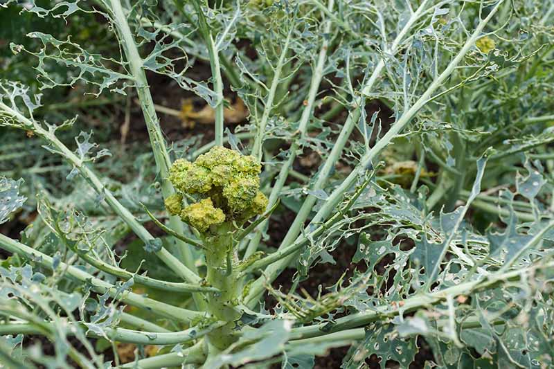 A close up horizontal image of a broccoli plant with extensive damage from pests that has been almost completely defoliated.