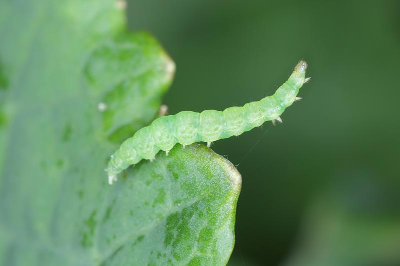 A close up horizontal image of a caterpillar on a leaf pictured on a soft focus background.