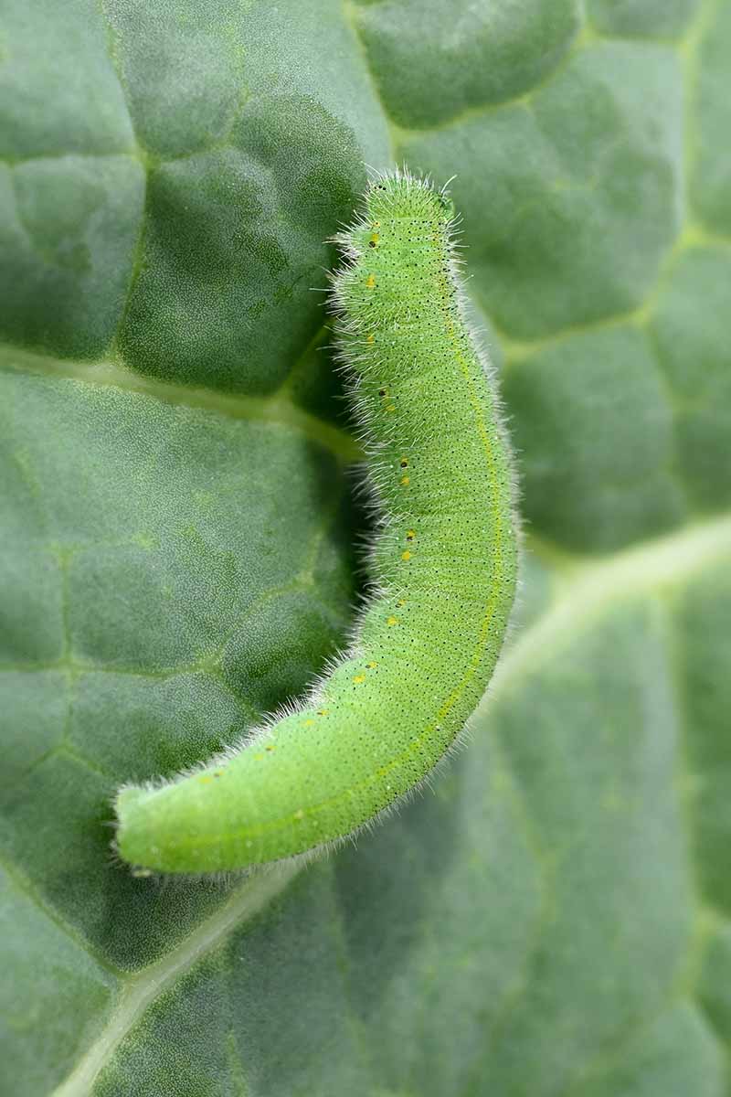 A close up vertical image of a cabbage white butterfly caterpillar on a leaf.