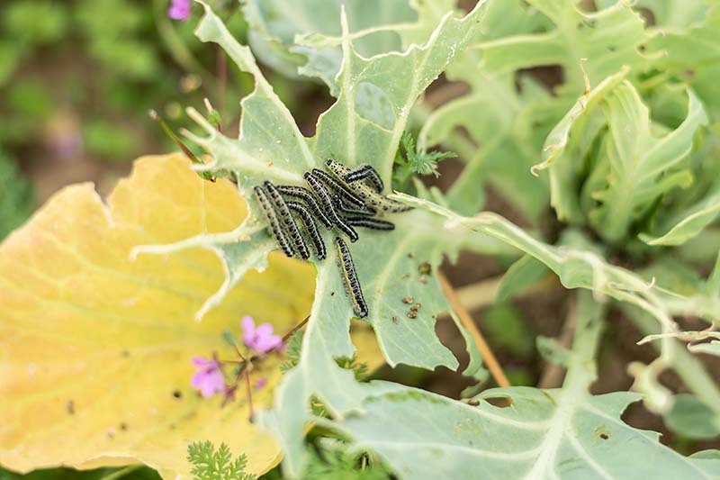 A close up horizontal image of an infestation of cross-striped cabbage worms on a brassica plant.