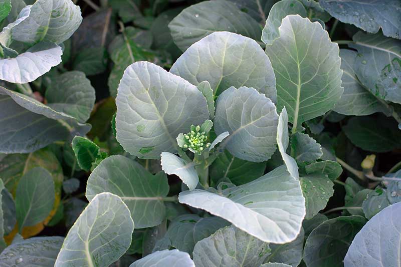 A close up horizontal image of Chinese broccoli growing in the garden with the head just starting to develop.