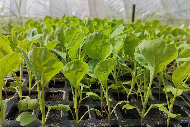 A close up horizontal image of Chinese broccoli seedlings growing in flats ready for transplant.