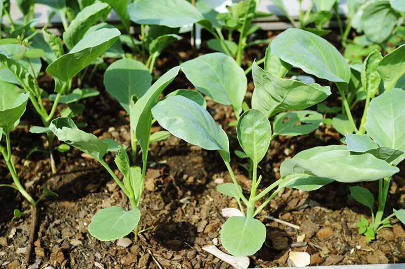 A close up horizontal image of young Chinese broccoli seedlings growing in a sunny garden.