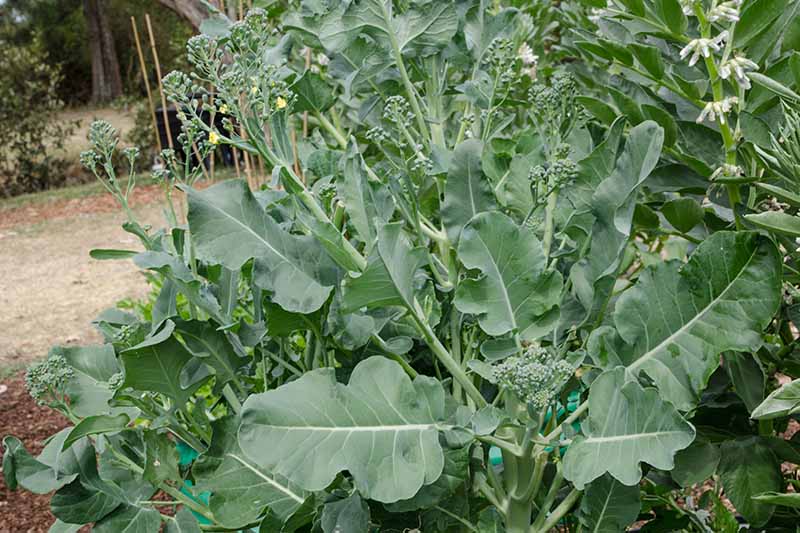 A close up horizontal image of Chinese kale growing in the garden with large green leaves and small heads.
