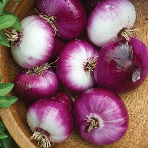 A close up square image of 'Cippolini Red' onions set in a wooden bowl.