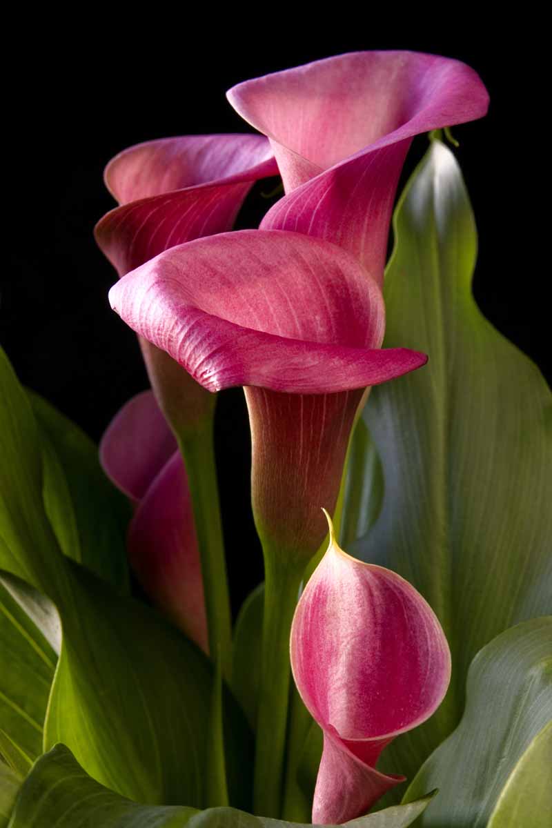 A close up vertical image of purple calla lilies pictured on a dark background.