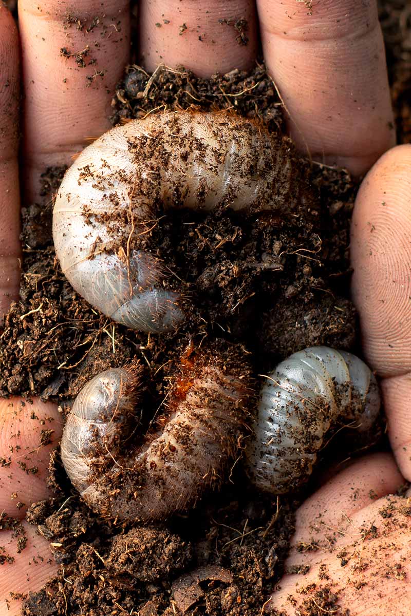 A close up vertical image of a hand holding unsightly and damaging grubs dug out from garden soil.