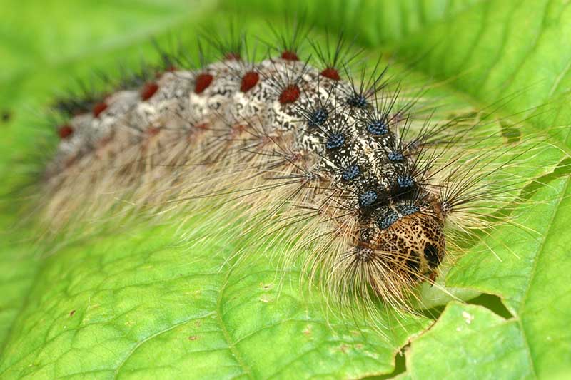 A close up horizontal image of a hairy gypsy moth caterpillar munching on a green leaf.
