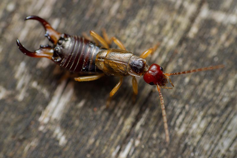 A close up horizontal image of an earwig on a wooden surface.