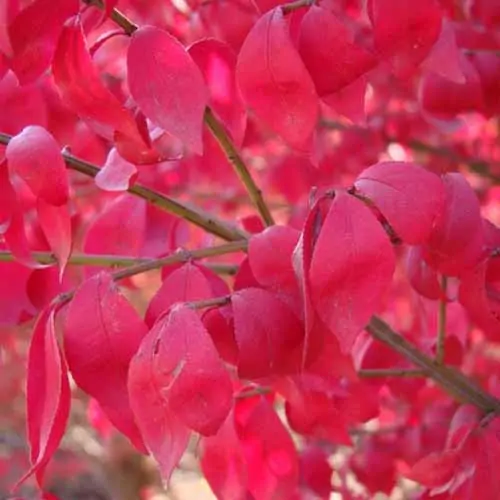 A close up square image of the bright red foliage of Euonymus 'Compacta' pictured on a soft focus background.