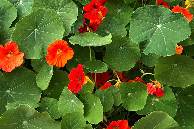 A close up horizontal image of bright red nasturtiums growing in the garden.