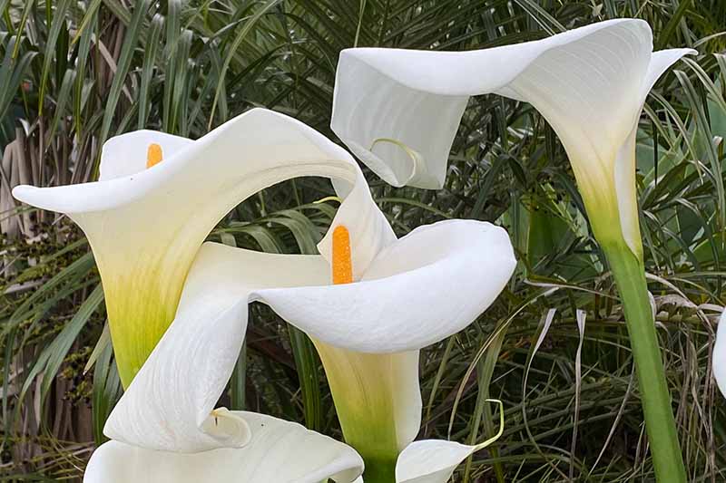 A close up horizontal image of the white flowers of Zantedeschia 'Crowborough' growing in a garden border.