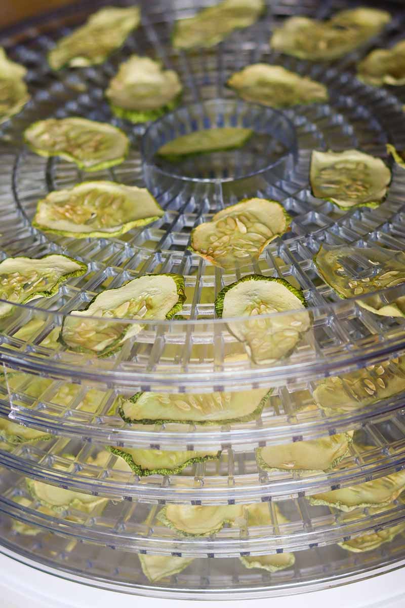 A close up vertical image of slices of cucumber in a deyhdrator.