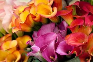 A close up horizontal image of pink, orange, and red brightly colored calla lilies.