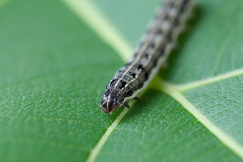A close up horizontal image of a cutworm on a green leaf.