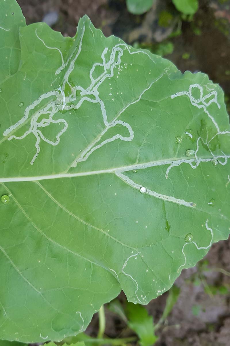 A close up vertical image of the damage caused by leaf miners to plant foliage.