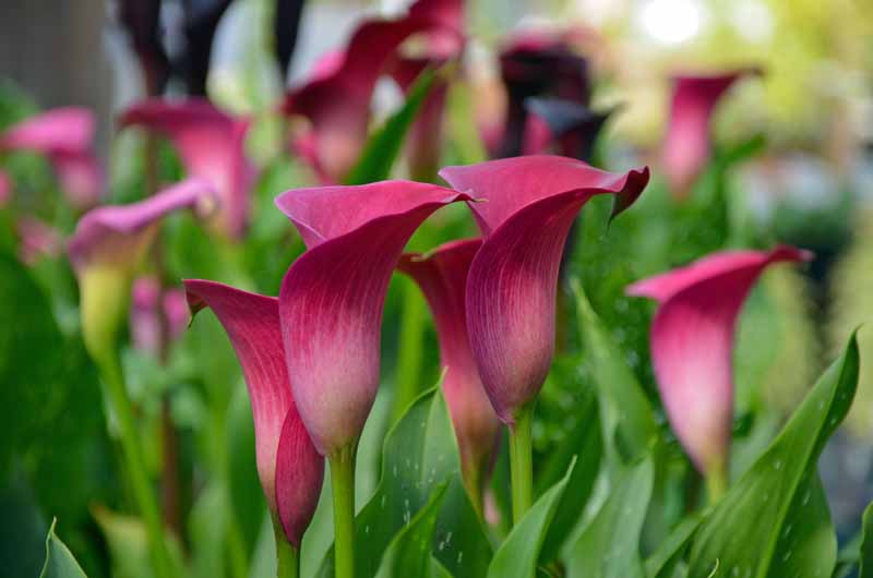 A close up horizontal image of dark pink calla lilies growing in the spring garden pictured on a soft focus background.