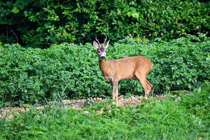 A horizontal image of a deer munching on vegetables in the backyard garden.