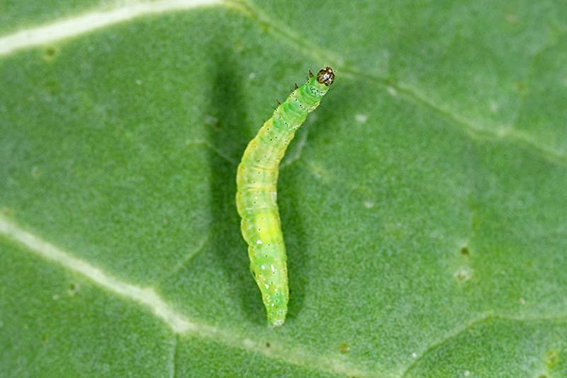 A close up horizontal image of a small diamondback moth larvae on the surface of a leaf.