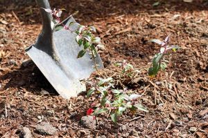 Fuchsia Roots Invasive How and When to Transplant Hardy Fuchsia | Gardener’s Path