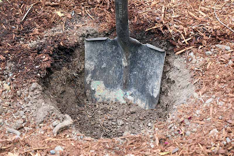 A close up horizontal image of a shovel digging a hole in the garden for planting.