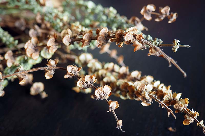 A close up horizontal image of the dried seed pods on stalks pictured on a dark background.