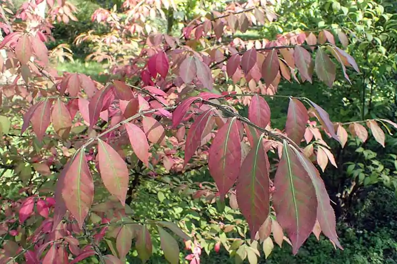 A close up horizontal image of the foliage of the burning bush, Euonymus alatus growing in the garden.