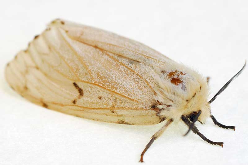 A close up horizontal image of an adult female gypsy moth on a white surface.