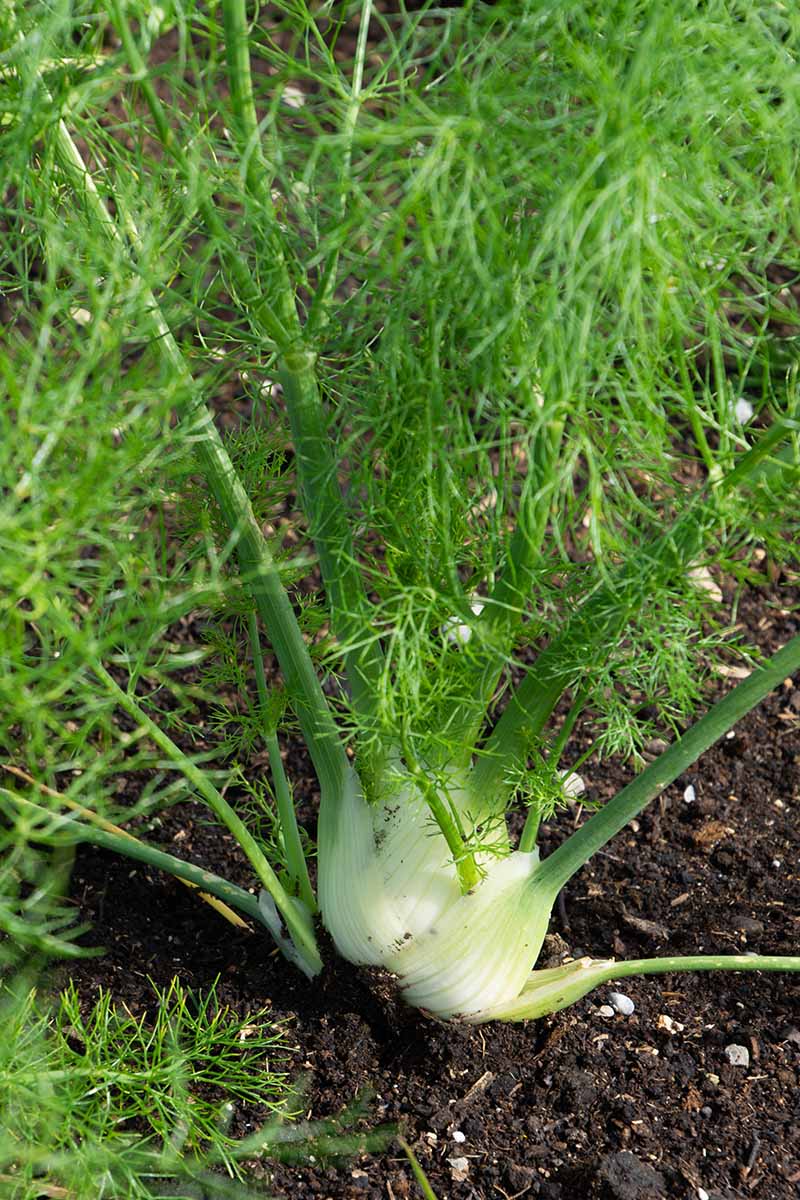 A close up vertical image of a fennel bulb growing in the garden.