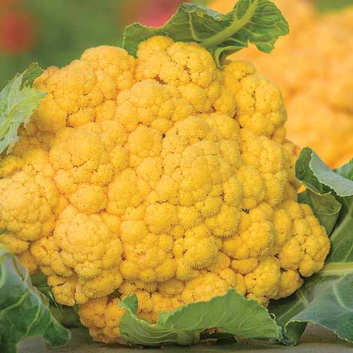 A close up square image of the yellow cauliflower cultivar 'Flame Star' growing in the garden.
