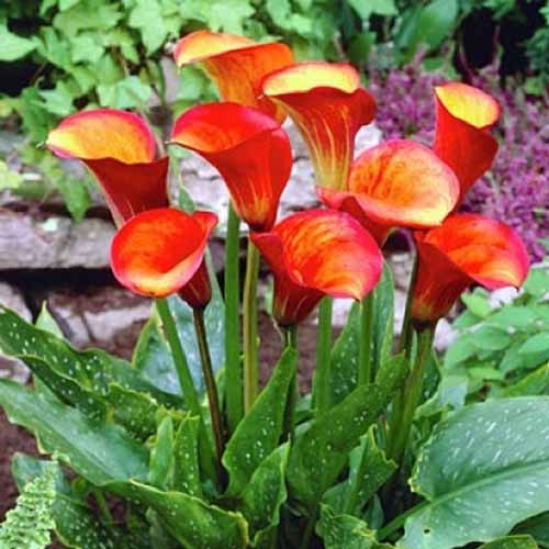 A close up square image of 'Flame' calla lilies growing in the garden.