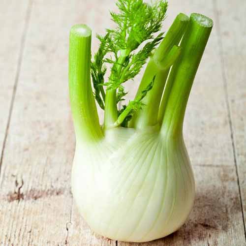 A close up square image of a freshly harvested fennel bulb set on a wooden surface.