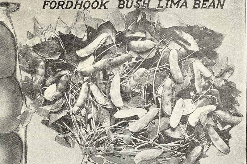 A close up horizontal image of an old black and white advertisement for Fordhook Bush Lima Beans. advertisment