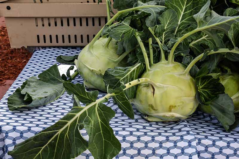 A close up horizontal image of freshly harvested kohlrabi on a table.