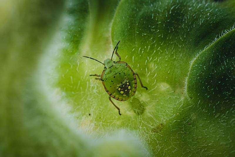 A close up horizontal image of an insect on the leaf of a plant.