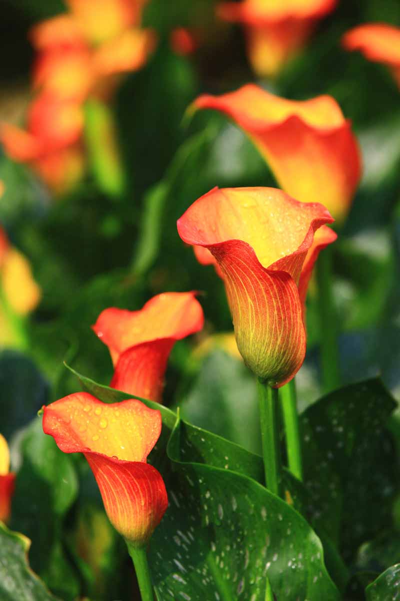 A close up vertical image of gold and red bicolored calla lilies growing in the garden pictured in light sunshine on a soft focus background.