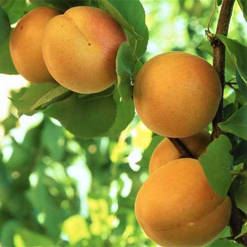 A close up square image of 'Golden Sweet' apricots pictured on a soft focus background.