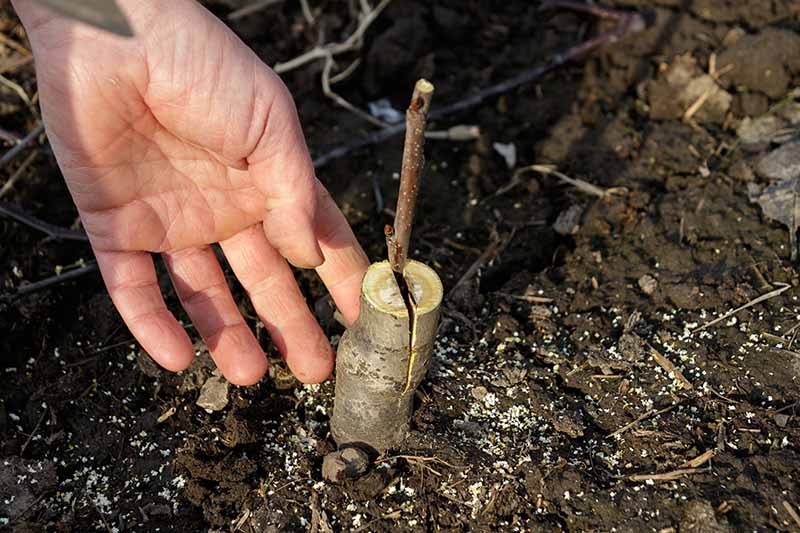 A close up horizontal image of a hand from the left of the frame grafting a stem onto a rootstock.