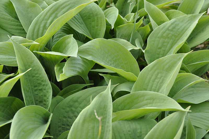 A close up horizontal image of the foliage of hosta plants growing in the garden.