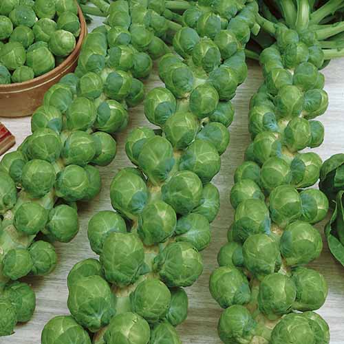 A close up square image of brussels sprout stalks with mature heads set on a wooden surface.